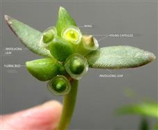  Cluster of floral buds and fruits